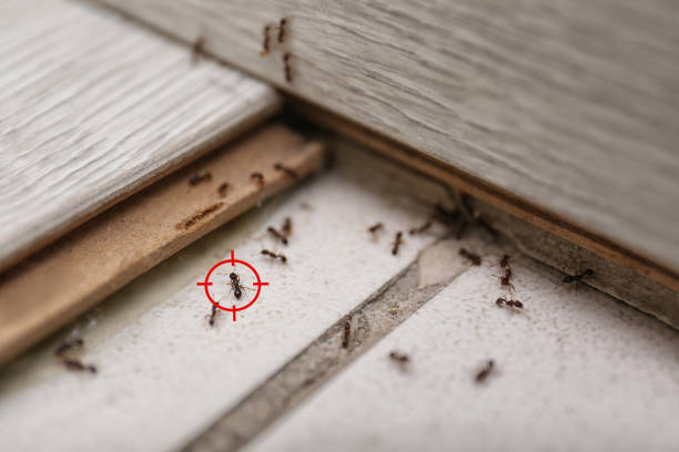 Best Pest Inspection Near Me  in Williston, FL