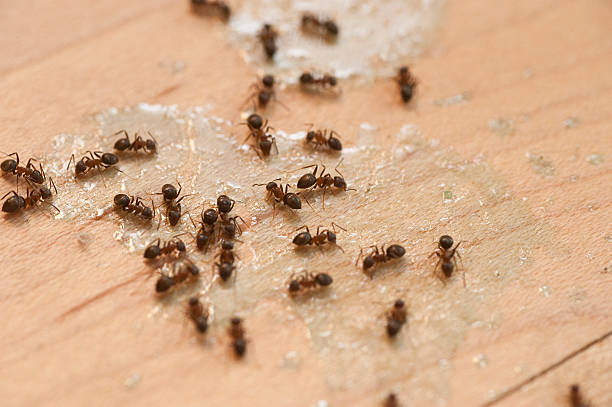Best Best Pest Control Companies  in Williston, FL