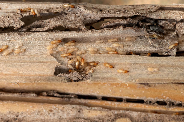 Best Pest Control Near Me  in Williston, FL