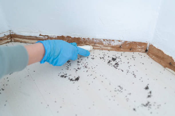 Best Insect Control  in Williston, FL